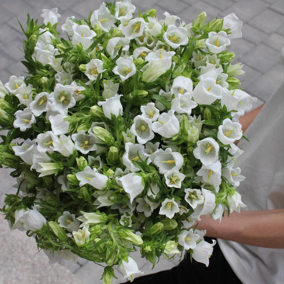 КАМПАНУЛА БЕЛАЯ