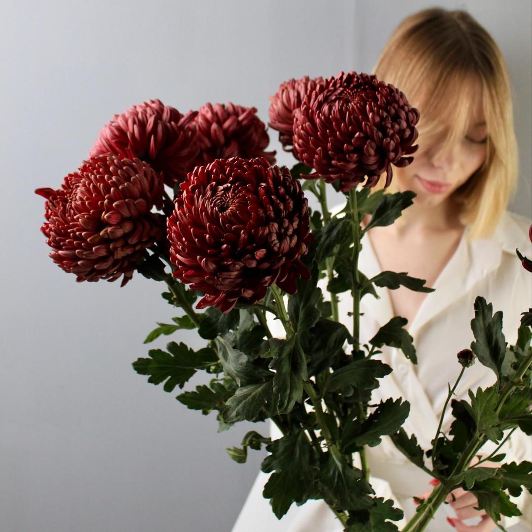 Хризантема Bigoudi red