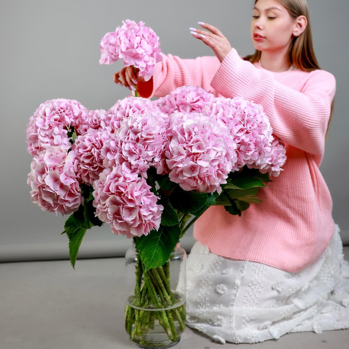 Гортензия Голландия