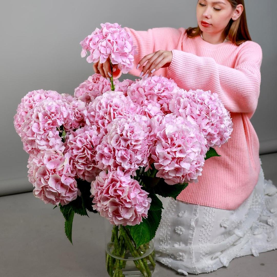 Гортензия Голландия