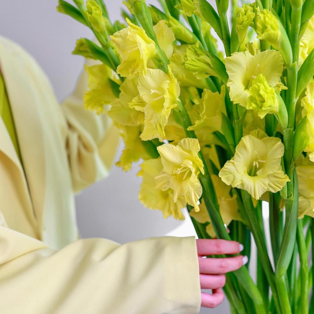 Гладиолус Yellow