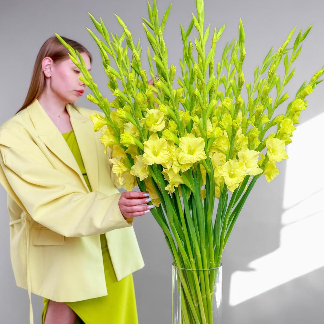 Гладиолус Yellow
