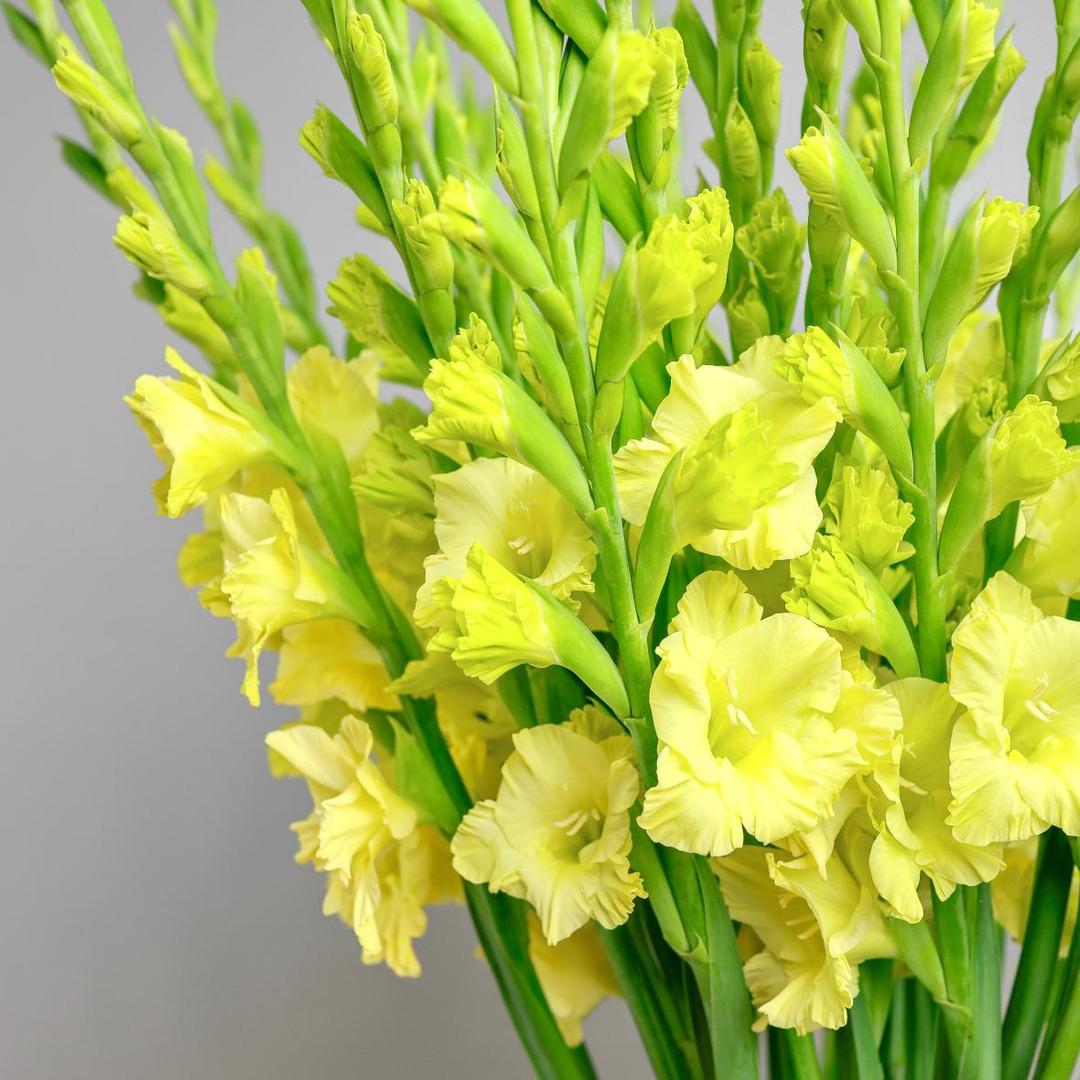 Гладиолус Yellow