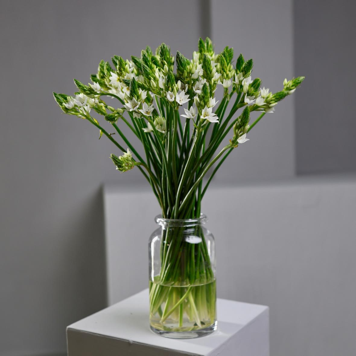 Орнитогалум