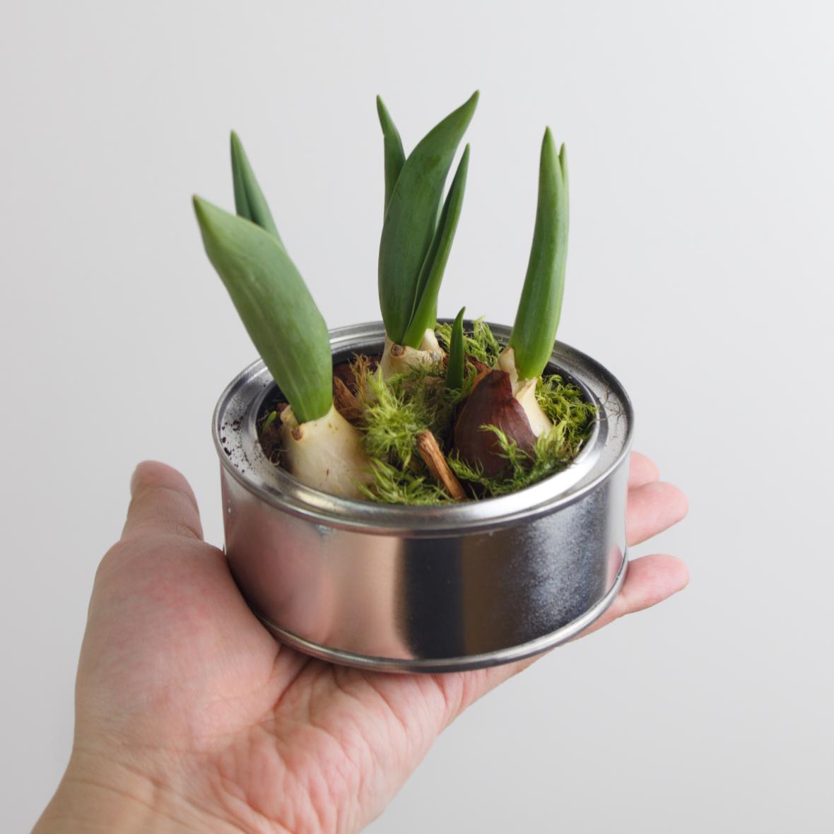 Луковицы тюльпанов