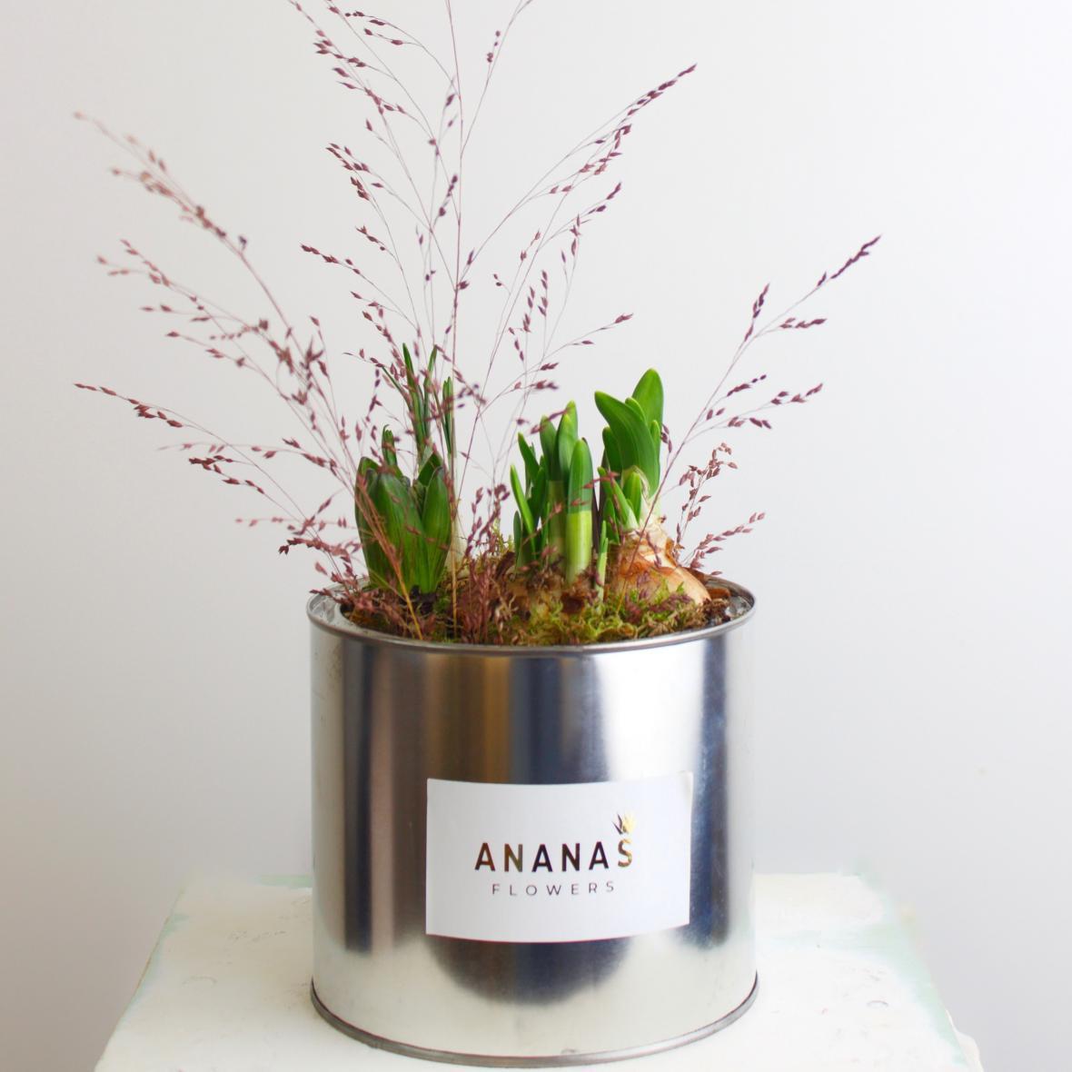 Луковицы гиацинта