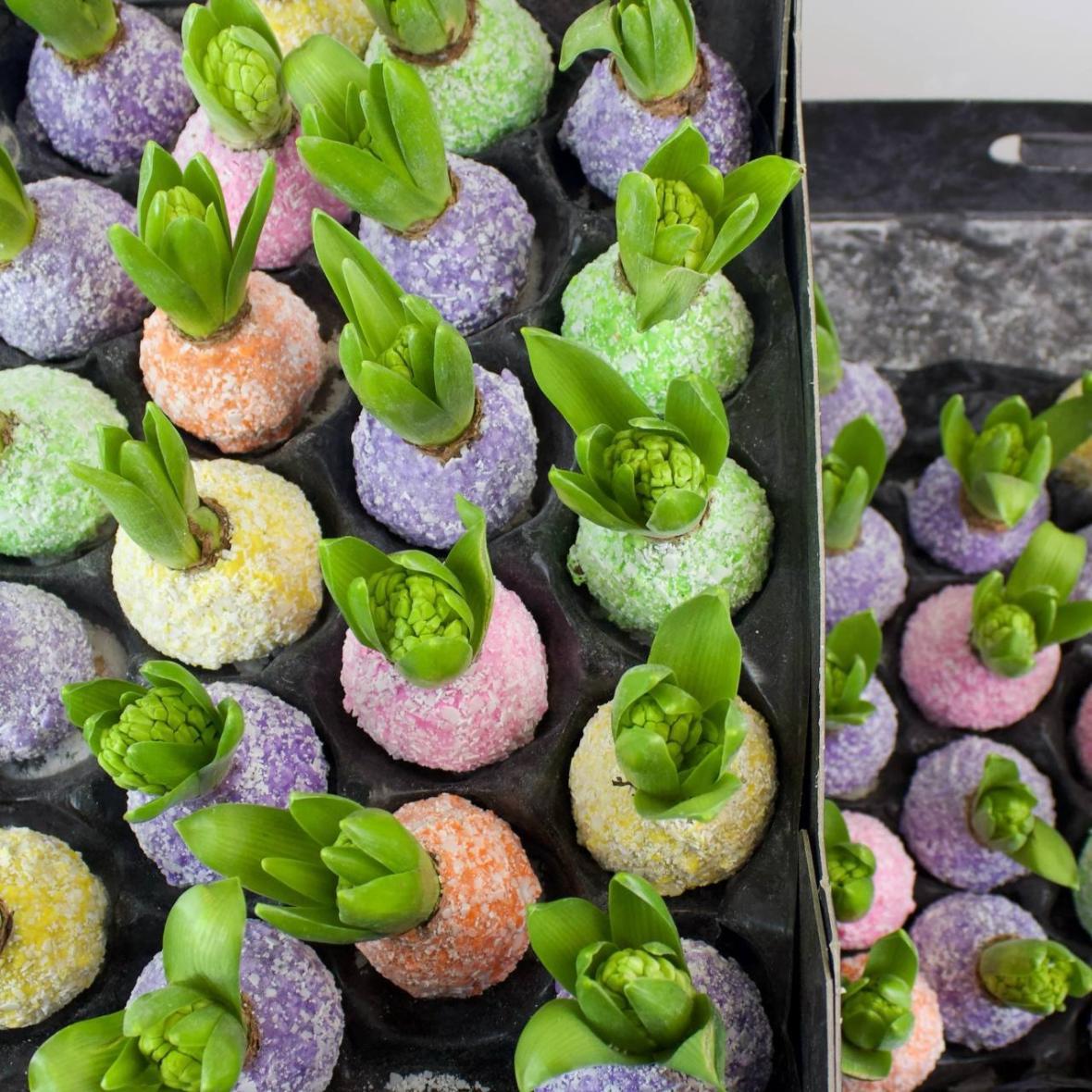 Луковица гиацинта в воске