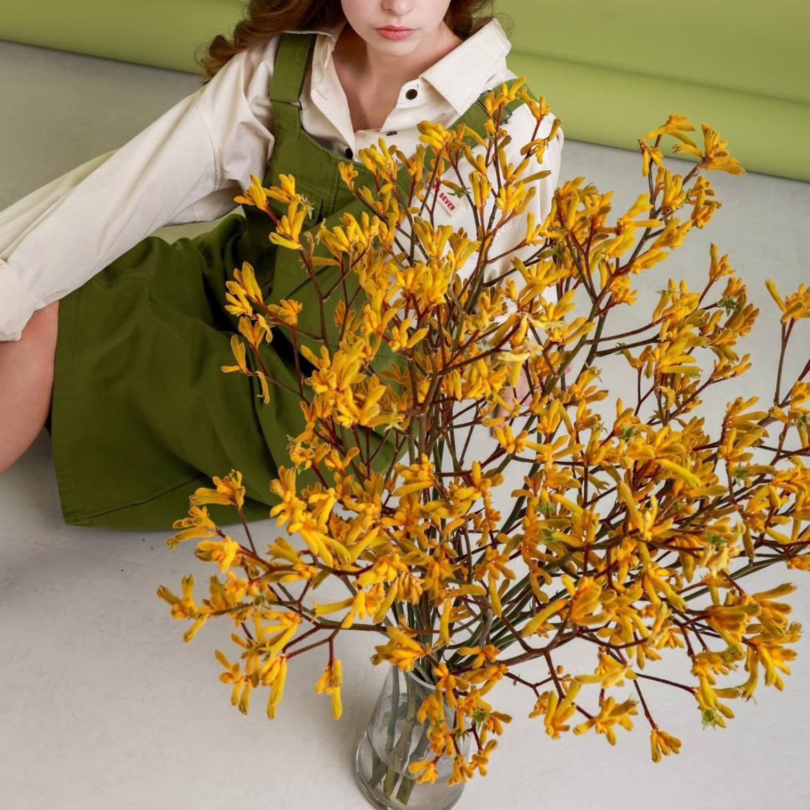 Анигозантус желтый