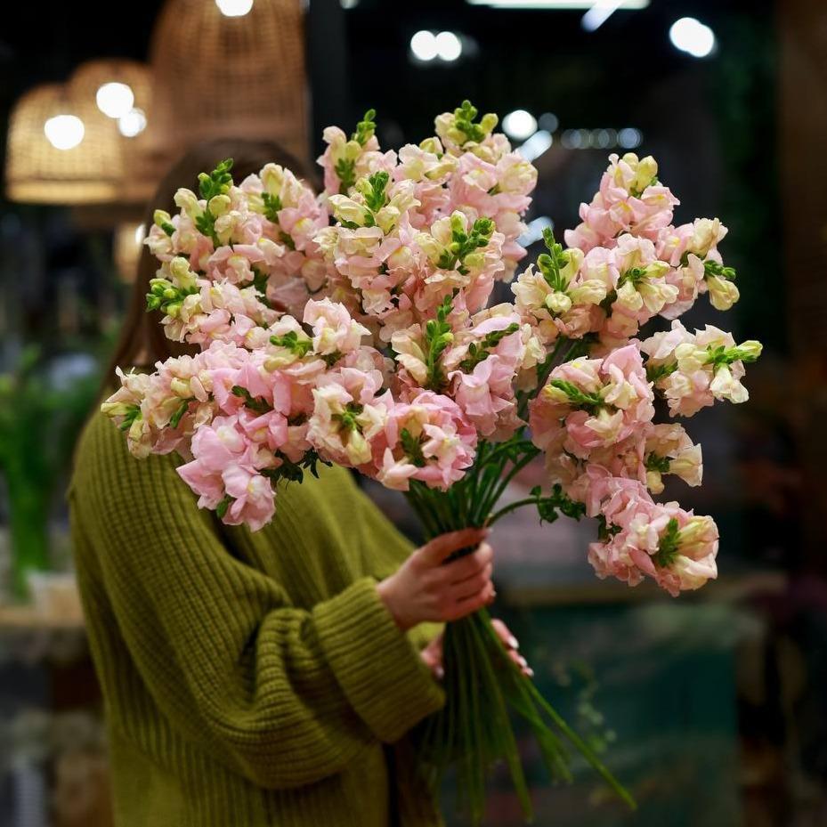 Антирринум