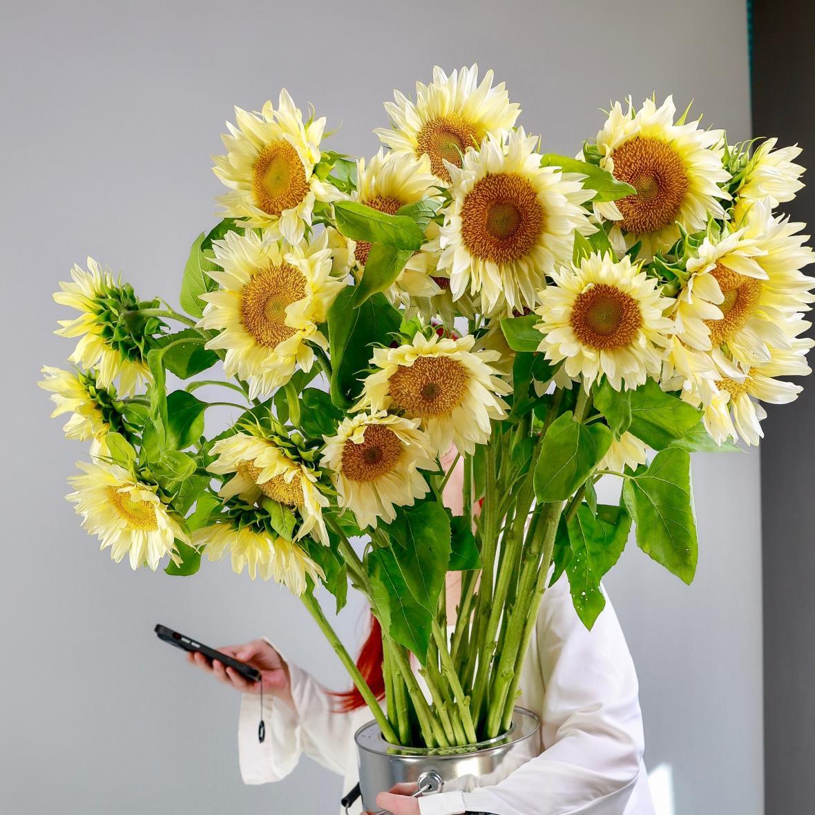 Подсолнух желтый