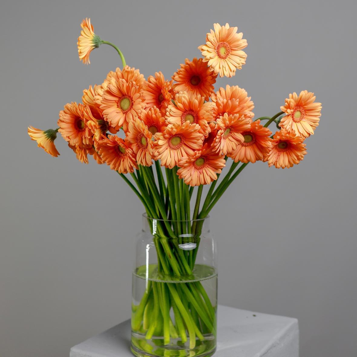 Гербера мини Orange